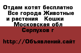 Отдам котят бесплатно  - Все города Животные и растения » Кошки   . Московская обл.,Серпухов г.